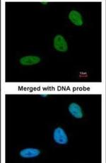 BRE Antibody in Immunocytochemistry (ICC/IF)
