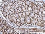 BRE Antibody in Immunohistochemistry (Paraffin) (IHC (P))
