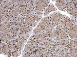 BRE Antibody in Immunohistochemistry (Paraffin) (IHC (P))