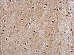BRE Antibody in Immunohistochemistry (Paraffin) (IHC (P))