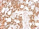 BRE Antibody in Immunohistochemistry (Paraffin) (IHC (P))