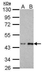 BRE Antibody in Western Blot (WB)