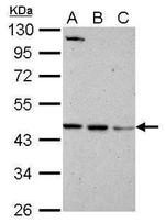 BRE Antibody in Western Blot (WB)