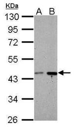 BRE Antibody in Western Blot (WB)