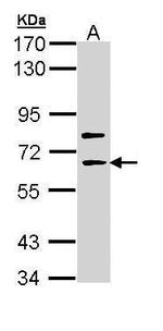 SHC4 Polyclonal Antibody