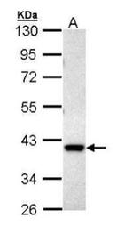 MKP3 Antibody in Western Blot (WB)