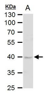 MKP3 Antibody in Western Blot (WB)