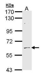 ADCK1 Antibody in Western Blot (WB)