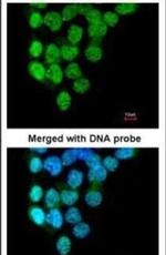 PRPF4B Antibody in Immunocytochemistry (ICC/IF)
