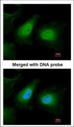 ULK2 Antibody in Immunocytochemistry (ICC/IF)