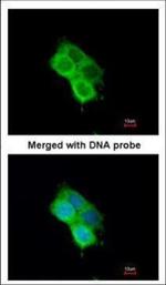 OXSR1 Antibody in Immunocytochemistry (ICC/IF)