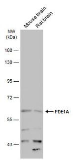 PDE1A Antibody in Western Blot (WB)