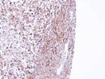 MPP1 Polyclonal Antibody