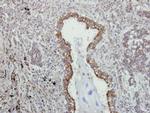 VAPA Polyclonal Antibody