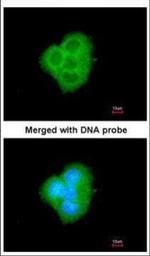 Bcl-B Polyclonal Antibody