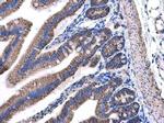 NDUFAB1 Antibody in Immunohistochemistry (Paraffin) (IHC (P))
