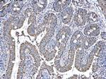 NDUFAB1 Antibody in Immunohistochemistry (Paraffin) (IHC (P))