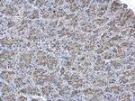 NDUFAB1 Antibody in Immunohistochemistry (Paraffin) (IHC (P))