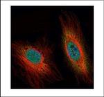 DEDD Antibody in Immunocytochemistry (ICC/IF)