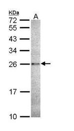 Caspase 14 Polyclonal Antibody