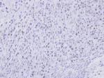 SMC1B Antibody in Immunohistochemistry (Paraffin) (IHC (P))
