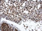 COMMD7 Antibody in Immunohistochemistry (Paraffin) (IHC (P))