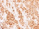 COMMD7 Antibody in Immunohistochemistry (Paraffin) (IHC (P))
