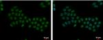 Apoptosis-Enhancing Nuclease Polyclonal Antibody