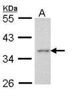 Apoptosis-Enhancing Nuclease Antibody in Western Blot (WB)