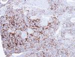 Intestinal Alkaline Phosphatase Polyclonal Antibody