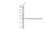 Intestinal Alkaline Phosphatase Antibody in Western Blot (WB)