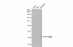 PTGES2 Polyclonal Antibody