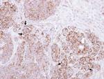 CTNNAL1 Antibody in Immunohistochemistry (Paraffin) (IHC (P))