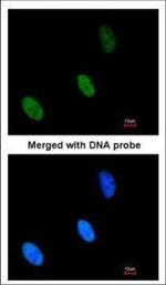 ZHX2 Antibody in Immunocytochemistry (ICC/IF)