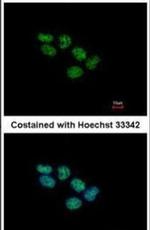 EED Antibody in Immunocytochemistry (ICC/IF)