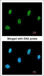 SESN3 Polyclonal Antibody