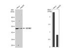 SESN3 Antibody in Western Blot (WB)