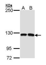 MCF2L Polyclonal Antibody