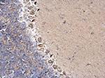 DYNC1I2 Antibody in Immunohistochemistry (Paraffin) (IHC (P))