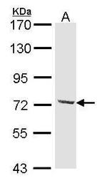 DYNC1I2 Antibody in Western Blot (WB)