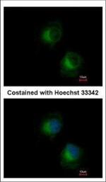IFIT3 Antibody in Immunocytochemistry (ICC/IF)