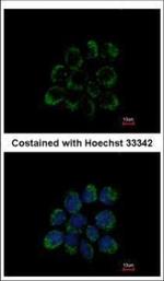 LETM1 Polyclonal Antibody