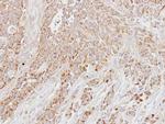 LETM1 Antibody in Immunohistochemistry (Paraffin) (IHC (P))