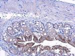 LETM1 Antibody in Immunohistochemistry (Paraffin) (IHC (P))