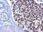 LETM1 Antibody in Immunohistochemistry (Paraffin) (IHC (P))