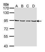 LETM1 Antibody in Western Blot (WB)