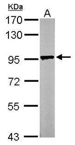 LETM1 Antibody in Western Blot (WB)