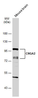 CNGA2 Antibody in Western Blot (WB)