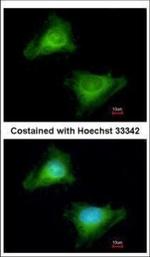 GBP3 Polyclonal Antibody