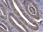 GBP3 Antibody in Immunohistochemistry (Paraffin) (IHC (P))